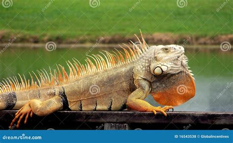 nama-hewan2016: iguana orange Images