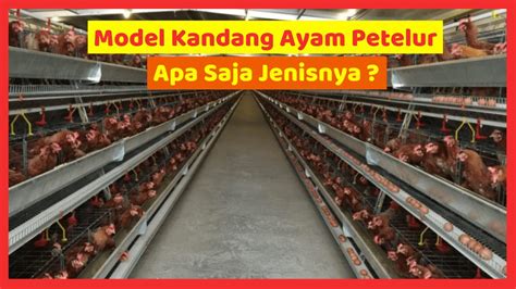 ternak ayam petelur kandang postal