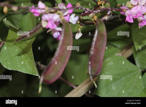 beans memes even stevens Stock Photo - Alamy