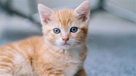 1920x1080px, 1080P free download | Light Brown White Cat Kitten With Stare Look Is Sitting In ...