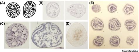 Still enigmatic: Plasmodium oocysts 125 years after their discovery ...