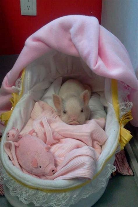 Teacup Piglets, Baby Piglets, Cute Piglets, Cute Little Animals, Cute ...