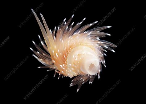 Sea slug - Stock Image - C010/8815 - Science Photo Library