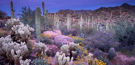 El Desierto de Sonora | Actualidad Viajes