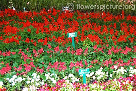 Salvia splendens varieties