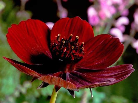 How to Grow Your Own Chocolate Cosmos in Every Season