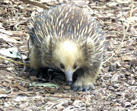 echidna on the move | glassworkquilt | Flickr