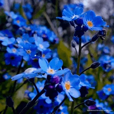 Pin de Telma Guerreiro em Dias de Flores | Imagens de flores lindas, Imagens de flores, Paisagem ...