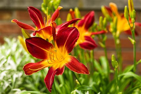 Rainbow Rhythm® 'Ruby Spider' - Daylily - Hemerocallis hybrid Images | Proven Winners