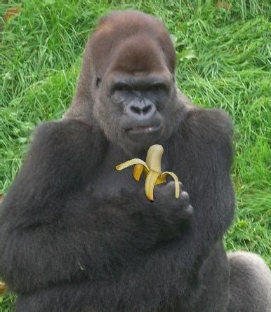 You wanted a banana but you got a gorilla holding the banana