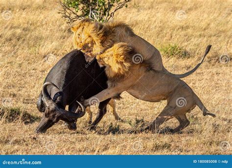 Lion Attacks Man On Safari - Meyasity