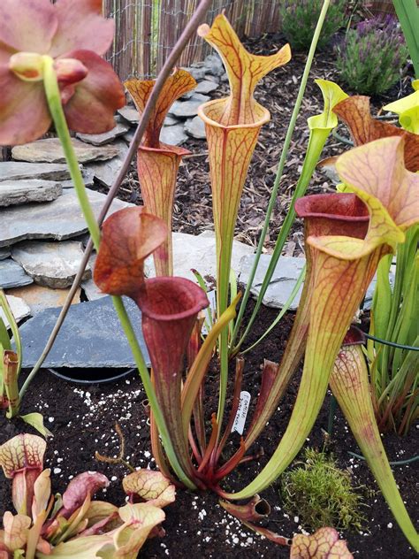 New Bog garden - Bog Gardens - Carnivorous Plants UK