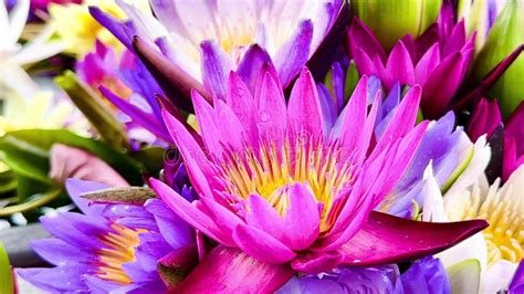 4K Beautiful Colored Lotus Flowers Nature Stock Footage - Video of ...