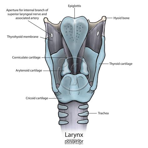 Larynx And Pharynx Anatomy Anatomy Diagram Source