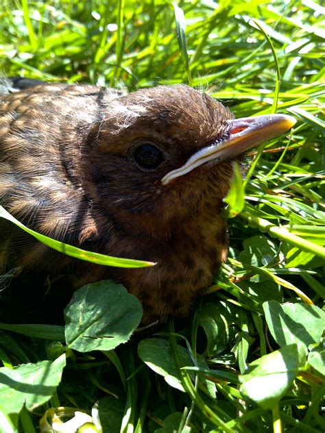 Young Blackbird ( Photo made by Joceline, may 2013 ) Garden Lovers ...