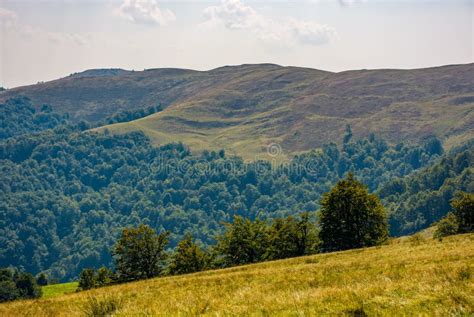 Beech Forest on Grassy Hillside in Autumn Stock Image - Image of landscape, meadow: 98419073