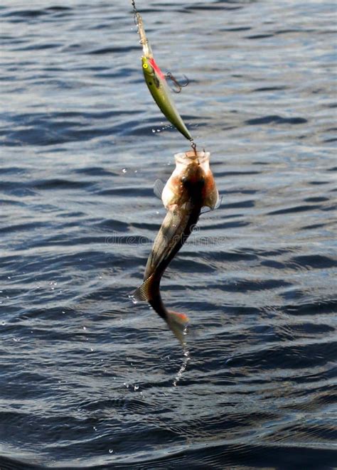 Caught fish stock photo. Image of ocean, boat, flying - 10267294