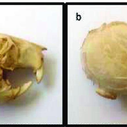 Skull of a rodent of the species Rattus rattus. a.-Front view ...