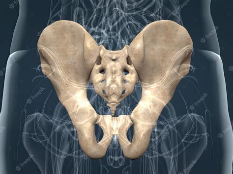 Premium Photo | Human anatomy of the pelvic girdle