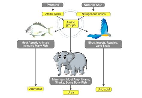 Excretion in Animals - CBSE Class Notes Online - Classnotes123