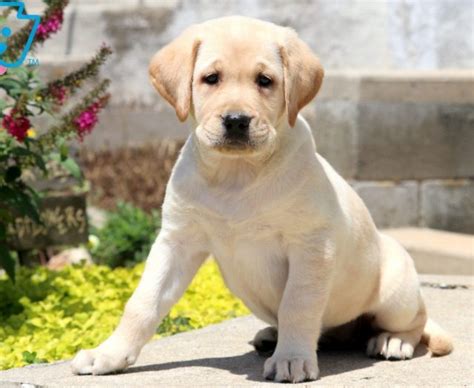 Golden Labrador (Goldador) Puppies For Sale | Puppy Adoption | Keystone ...