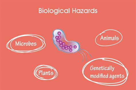 biological hazards in food examples - Serena Winfield