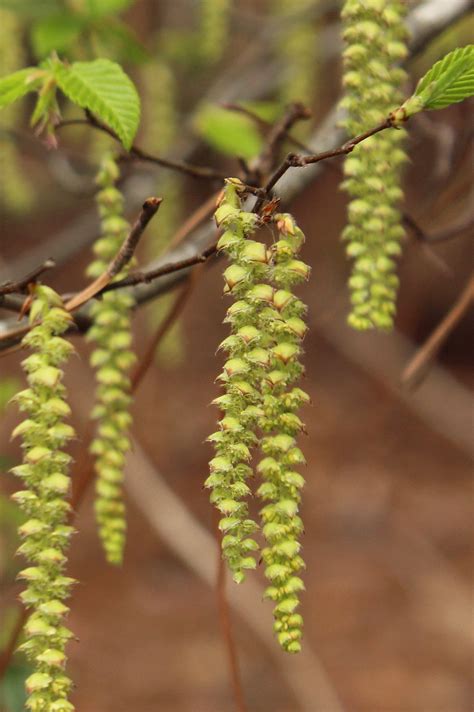 The Sinewy American Hornbeam | LaptrinhX / News