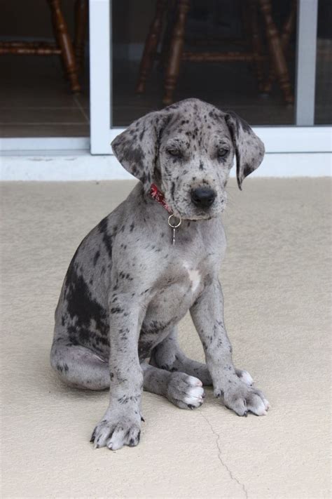 great dane puppy | Dane puppies, Dane dog, Great dane puppy