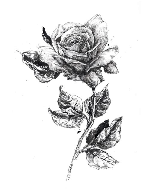 Black and White Rose Drawing Pen and Ink Sketch Flowers - Etsy