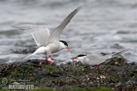 Sterna hirundo Pictures, Common Tern Images, Nature Wildlife Photos | NaturePhoto