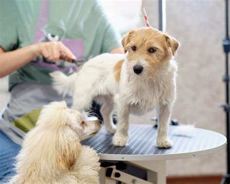 Premium Photo | A jack russell dog on a grooming table at a grooming procedure watched by a ...