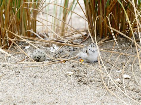 Ravens and El Niño Influencing 2019 Snowy Plover Breeding Season (U.S ...