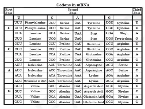 Unit 6b: DNA, RNA, Protein Synthesis