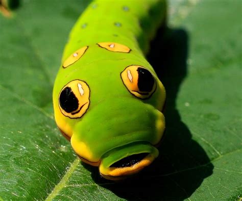 Spicebush Swallowtail Caterpillar - In The Hills