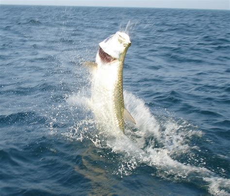 Boca Grande tarpon fishing charters, tarpon fishing guides Florida