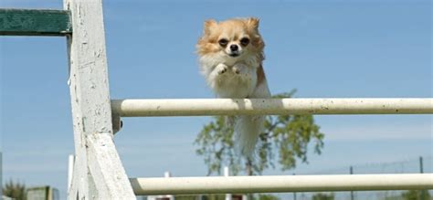 Chihuahua Training Information. Chihuahuas need training just like all dogs