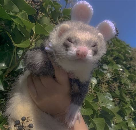 cottagecore |dm for credit 🧺🌷࿐ in 2021 | Cute ferrets, Baby ferrets, Cute animals