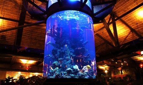 Dramatic aquariums for public spaces are a specialty of Acrylic Tank Manufacturing. (Business ...