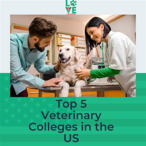 5 Top Vet Schools in the US | I Love Veterinary