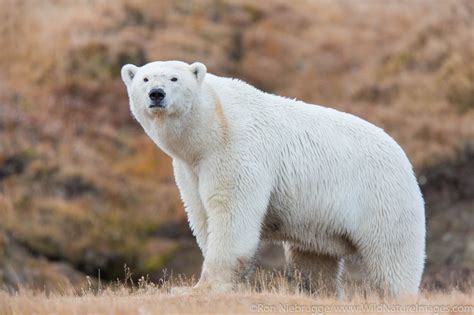 Polar Bear | Arctic National Wildlife Refuge, Alaska. | Photos by Ron ...