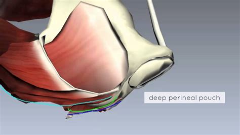 What Are The Pelvic Floor Muscles Anatomy | Viewfloor.co