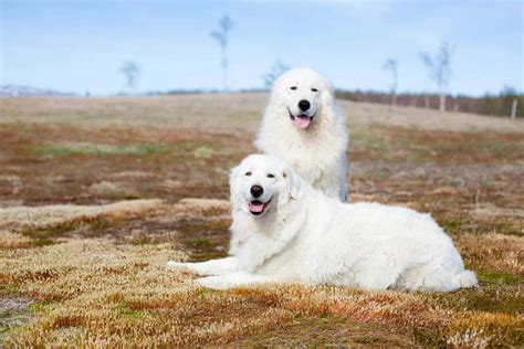 Maremmano Abruzzese Sheepdog | Dog Breed Information & Facts – Pictures | Pets Feed