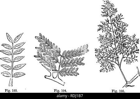 . Nature and development of plants. Botany. 92 ANNUAL RINGS vided with thicker walls. So there ...