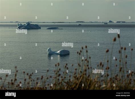 Floating icebergs in Greenland (summer Stock Photo - Alamy