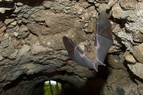 Jamaican Fruit Bat Flying Through a Tunnel in Tikal, Guatemala