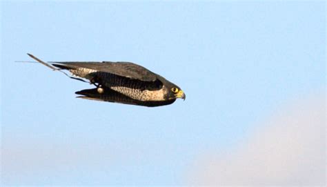 Peregrine Falcons: The Need For Speed — My Passions, Pursuits and Projects