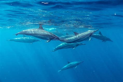 Are Dolphins Mammals? - WorldAtlas