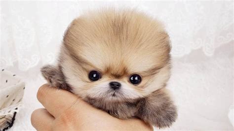 Where To Buy Teacup Pomeranian Puppies