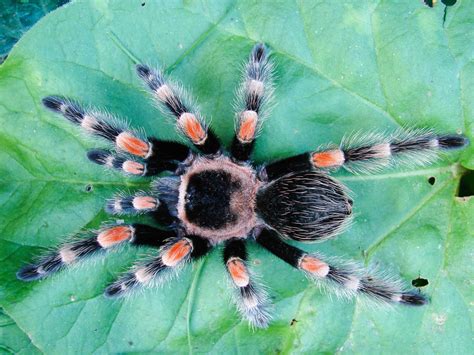 Tarantulas - Invertebrates - Animal Encyclopedia