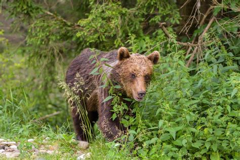 European Brown Bear Ursus Arctos Arctos in Natural Habitat. Romania ...